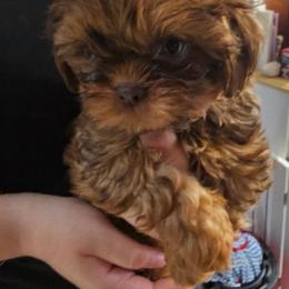 Iggy - Liver male Shih Tzu puppy in Middleburg, Florida from Furby Shih Tzu Family & Friends