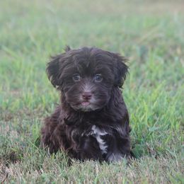 Little Bear - Chocolate male Havanese puppy in Bowling Green, Kentucky from Denise Clark