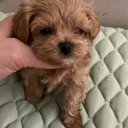 Gloria - Cafe au lait female Maltipoo puppy in San Diego, Temecula, Ontario, California from Yorkie & Maltese Royalty