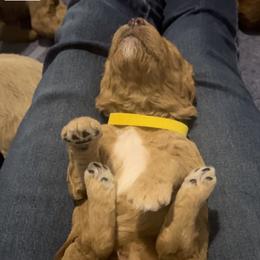 Goldendoodle Puppies from Goldendoodles of Anchor Bay