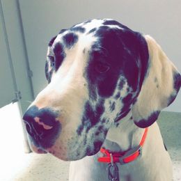 Perdita - Great Dane