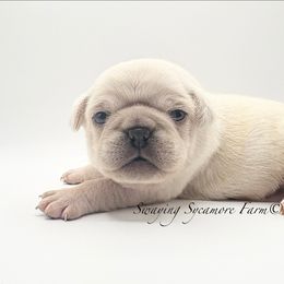 Pug and Shih Tzu Puppies from Swaying Sycamore Farm