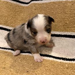 Belle Girl 1 - Blue merle female Australian Shepherd puppy in Churchill County Fallon, Nevada from Card Family Ranch