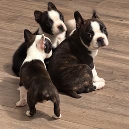 Cowboy - Brindle and white male Boston Terrier puppy in Mascotte, Florida from The DogMother House of Bostons