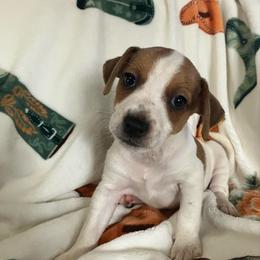 Count Georges - White and tan male Russell Terrier puppy in Missouri from Royal Russells Ranch