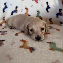 Mr. Green collar. - Cream male Dachshund puppy in Willow Springs, Missouri from Krazy Acre Farm