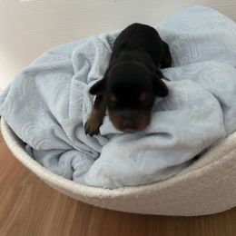 Dachshund Puppies from S&C Doxies