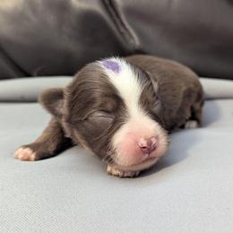 Ioniq - Red tri male Toy Australian Shepherd puppy in Mountain Home, Idaho from LJK Boxers & Toy Aussies