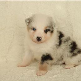 Genesis - Blue merle female Australian Shepherd puppy in Leavenworth, Kansas from Silverbrook Australian Shepherds