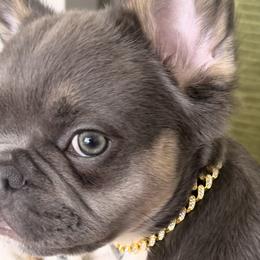 Dachshunds and French Bulldogs from Slinky Doxie 305