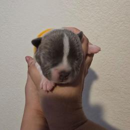 Yellow - Blue male Boston Terrier puppy in Red Rock, Arizona from Aronow Pups