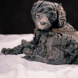 Poodle Puppies from Fluffy Poodles