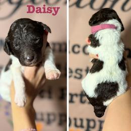 Daisy (Dark Pink Collar Female) - Parti female Poodle puppy in Jasper, Georgia from Harrington Doodles & Poodles