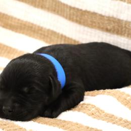 Graham - Black male Labrador Retriever puppy in Camden, Indiana from Camden's Caring Canines