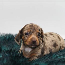 Female 1 - Dapple female Dachshund puppy in Childress, Texas from Taylor Farms