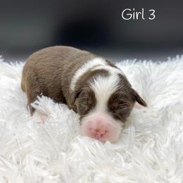 Miniature Australian Shepherd Puppies from Hilltop Aussies