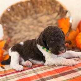 Carousel - Phantom male Poodle puppy in Lavonia, Georgia from Peach Blossom Kennels