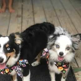 Toy Australian Shepherd All Grown Up from The Ranch of the Sun Toy Aussies