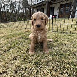 Goldendoodle Puppies from Ellie's Goldendoodles