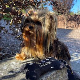 Chanel - Yorkshire Terrier