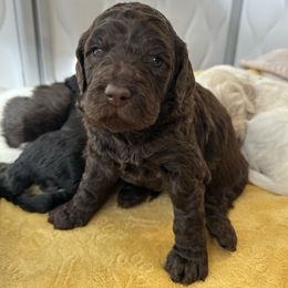 Rita - Chocolate female Goldendoodle puppy in Prosperity, Pennsylvania from Stelladoodles & Company