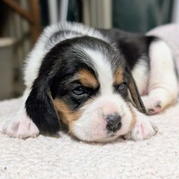 Female 3 - Black tan and white female Beagle puppy in Baltimore, Maryland from Country Acres Farm