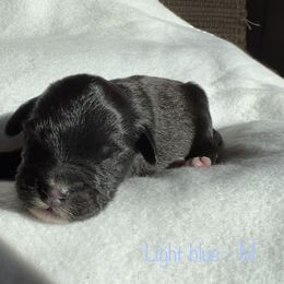 Boy 5 - Black and white Aussiedoodle puppy in Shell Lake, Wisconsin from KC Acres