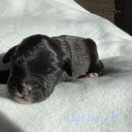 Boy 5 - Black and white Aussiedoodle puppy in Shell Lake, Wisconsin from KC Acres