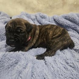 Pink Collar - Gray brindle female Cane Corso puppy in Beaver Crossing, Nebraska from Blue River Cane Corso