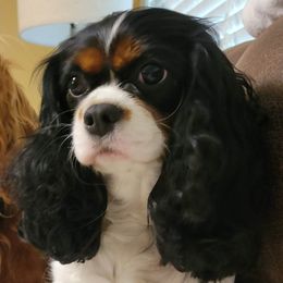Atlee Rose - Cavalier King Charles Spaniel