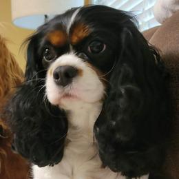 Atlee Rose - Cavalier King Charles Spaniel