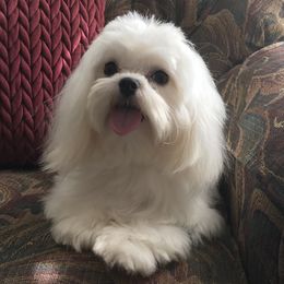 Beau - Maltese