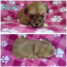 Alice - Red gold female Lhasa Apso puppy in Cincinnati, Ohio from Shangri-La Lhasa Apsos