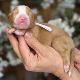 Gissel - Red female Bernedoodle puppy in Yuciapa, California from AlltheDoodlez_