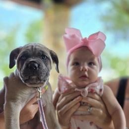 Cane Corso Puppies from HOUSE OF HALL CANE CORSOS