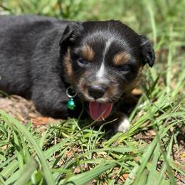 Dorothea - Black tri female Miniature Australian Shepherd puppy in Polk City, Florida from Skaky Shepherds
