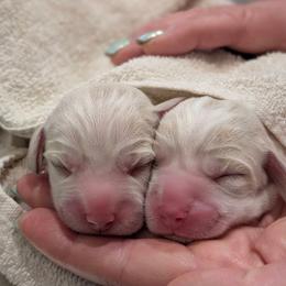 Jagger - Tan and white male Beagle puppy in Rogersville, Missouri from Hales Little Beagle Haven