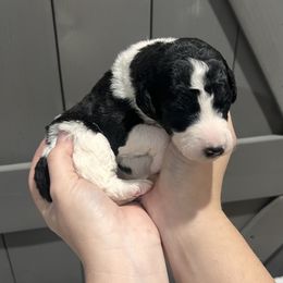 Cupid - Parti male Labradoodle puppy in Monticello, Georgia from Daylin’s Doodles & Labradors