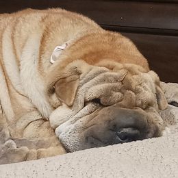 Chinese Shar-Pei from Sweet Peis