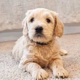 Creamy (black) - Goldendoodle puppy from Timberidge Goldendoodles