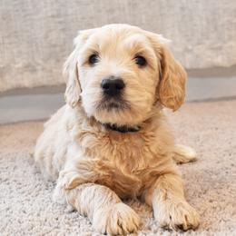 Creamy (black) - Goldendoodle puppy from Timberidge Goldendoodles