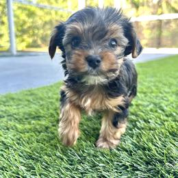 Leo - Parti male Yorkshire Terrier puppy in Riverview, Florida from Luna's Treasures