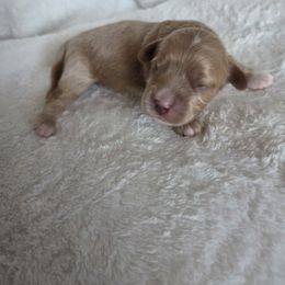 Truffle - Red female Cavapoo puppy in Kingsville, Missouri from Echo Valley Cavapoos