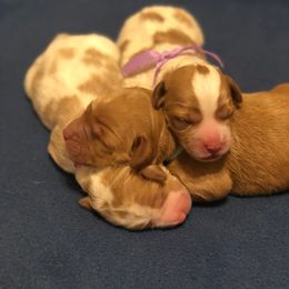 Australian Labradoodle Puppies from Mountain Park Australian Labradoodles