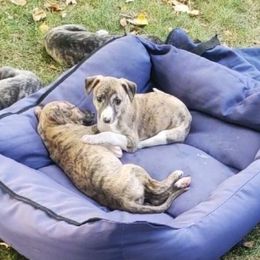 Tasha - White and red brindle female Whippet puppy in Davenport, Iowa from Whippety Split