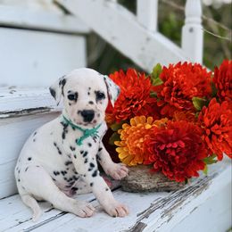 Green collar - White and black male Dalmatian puppy in Westhoff, Texas from Smart Dalmatians