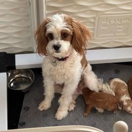 Zoe - Cavapoo