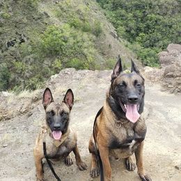Tiganu - Belgian Malinois