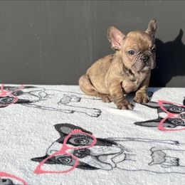 "Female" French Bulldog Puppies from Pacific Bulldogs