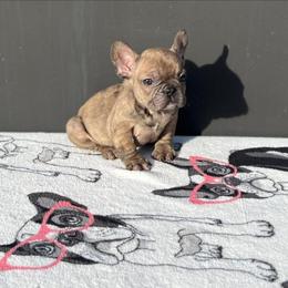 "Female" French Bulldog Puppies from Pacific Bulldogs